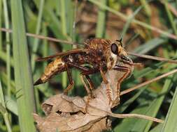 Image of Hornet robberfly