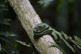 Imagem de Bothrops bilineatus (Wied-Neuwied 1821)