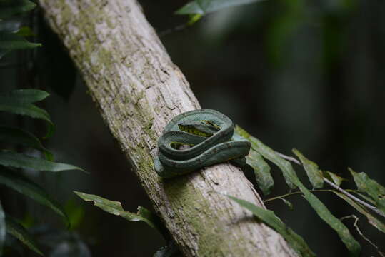 Image of Green Jararaca