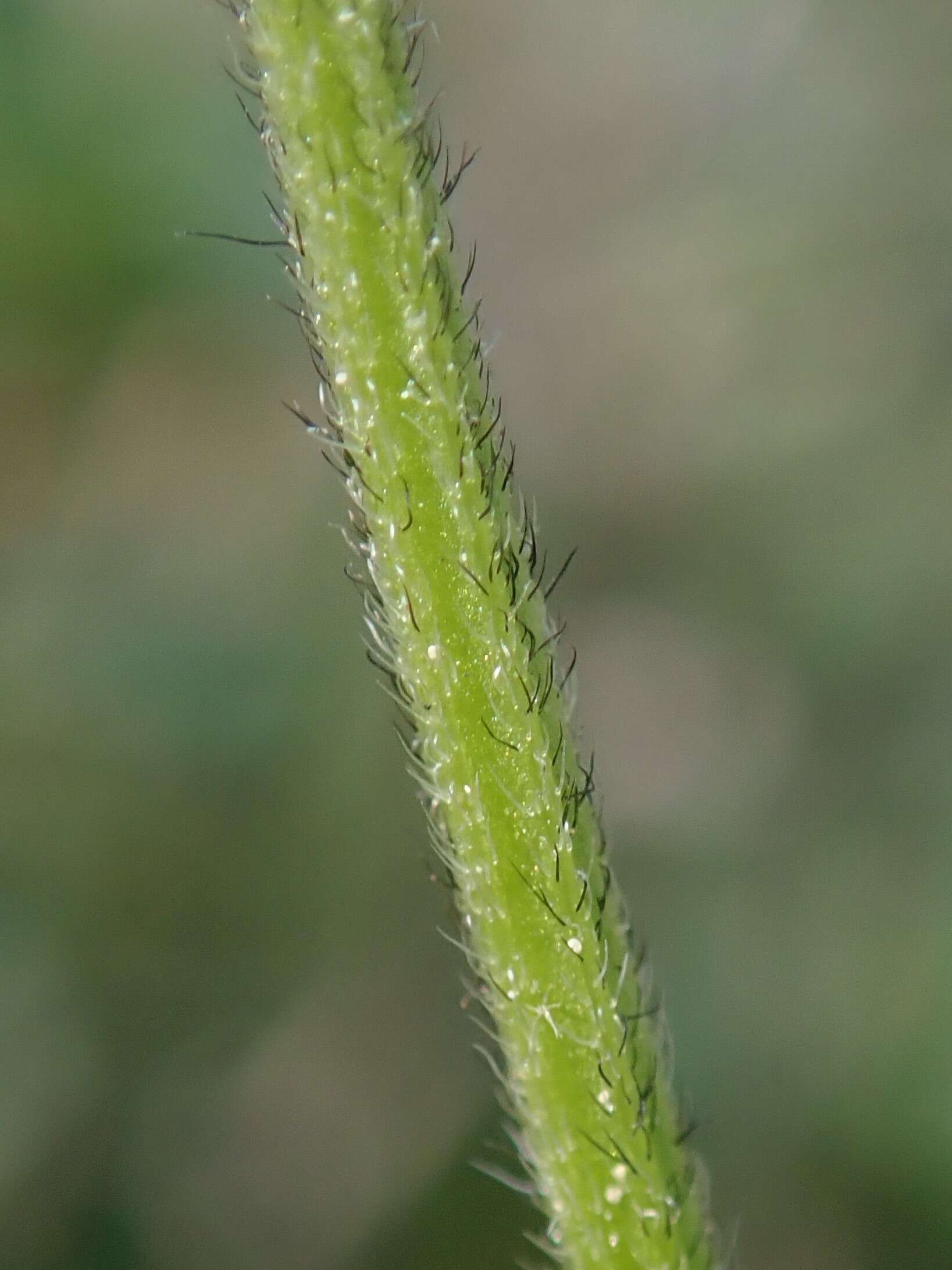 Image of Astragalus danicus Retz.