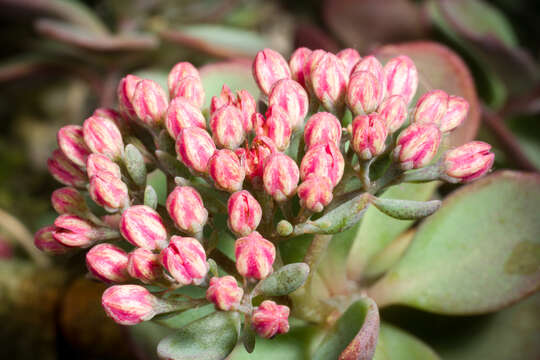 Image of Hylotelephium cauticola (Praeger) H. Ohba