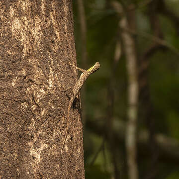 Image of Indian flying lizard