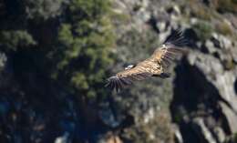 Image of Eurasian Griffon Vulture