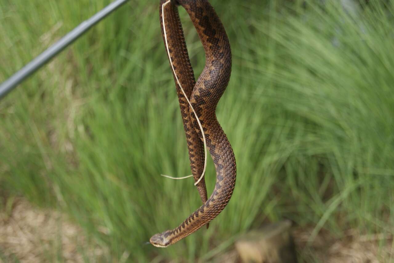 Image of Adder