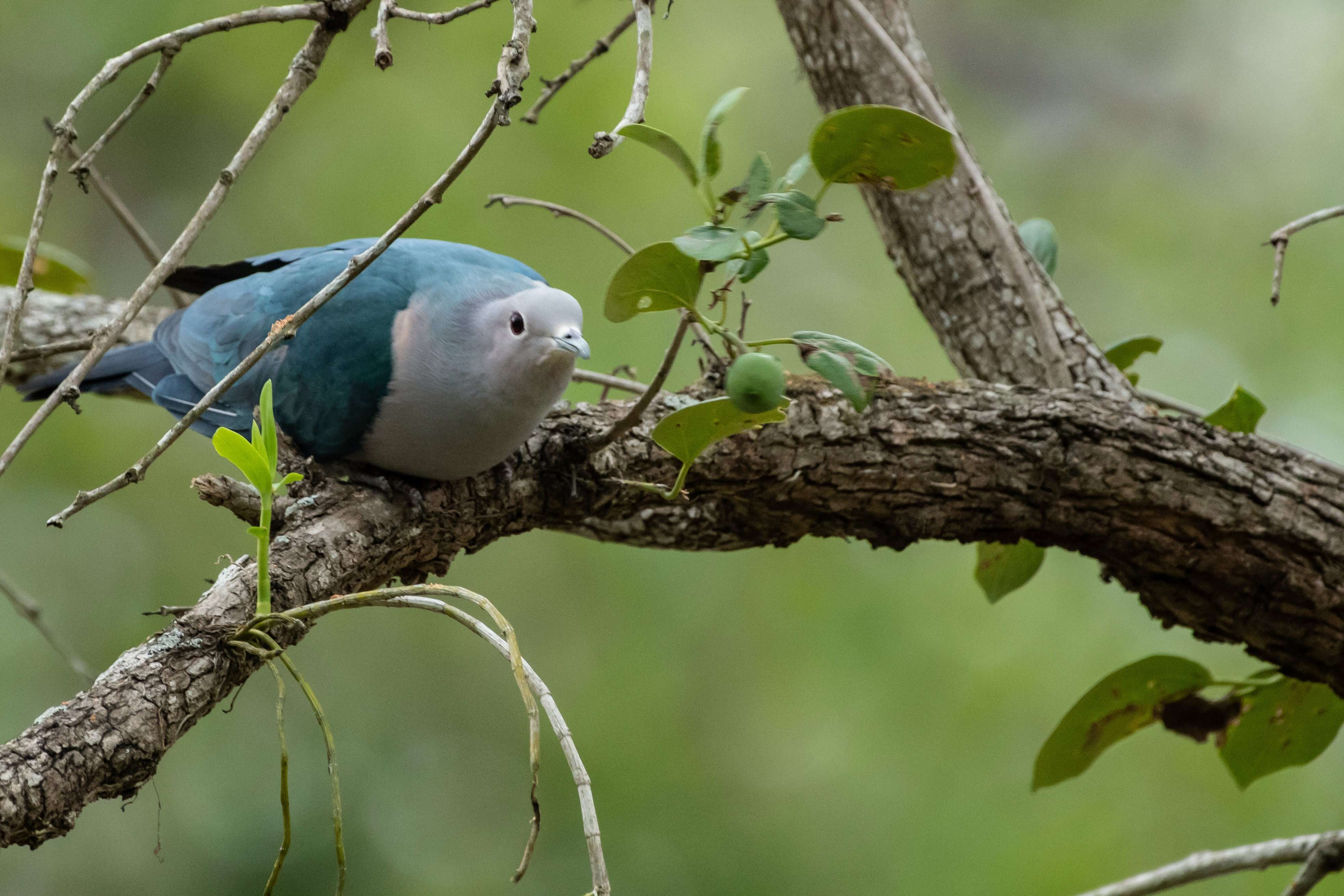 Imagem de pombo imperial verde