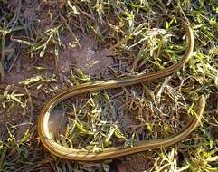 Image of South American worm lizards