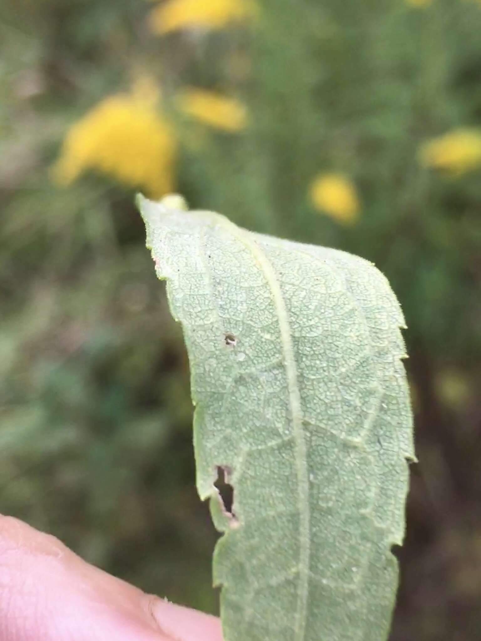 Imagem de Solidago altissima L.