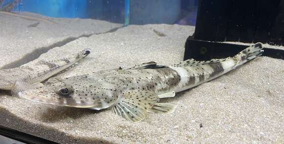 Image of Crocodile flathead