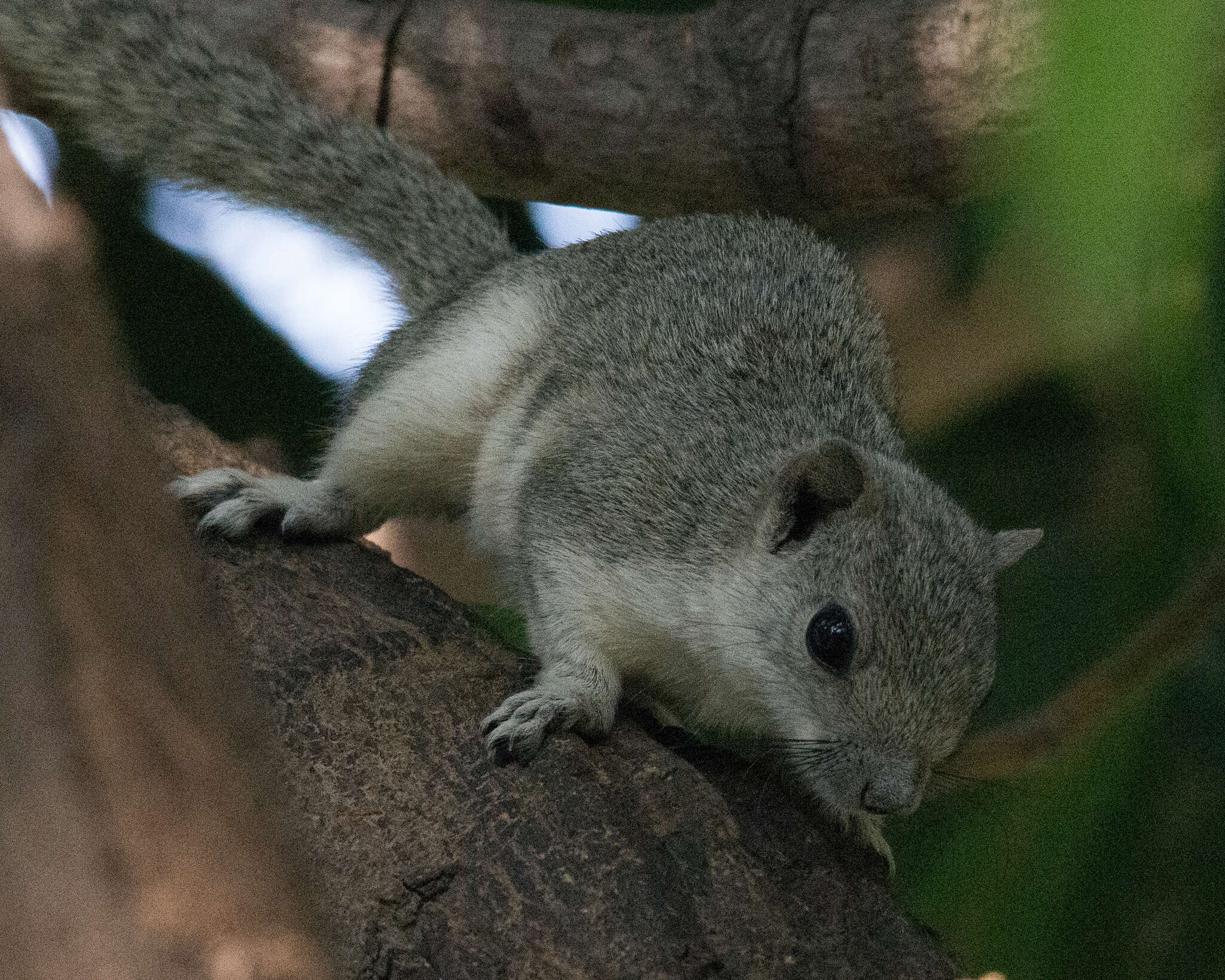 Image of Hoary-bellied Squirrel