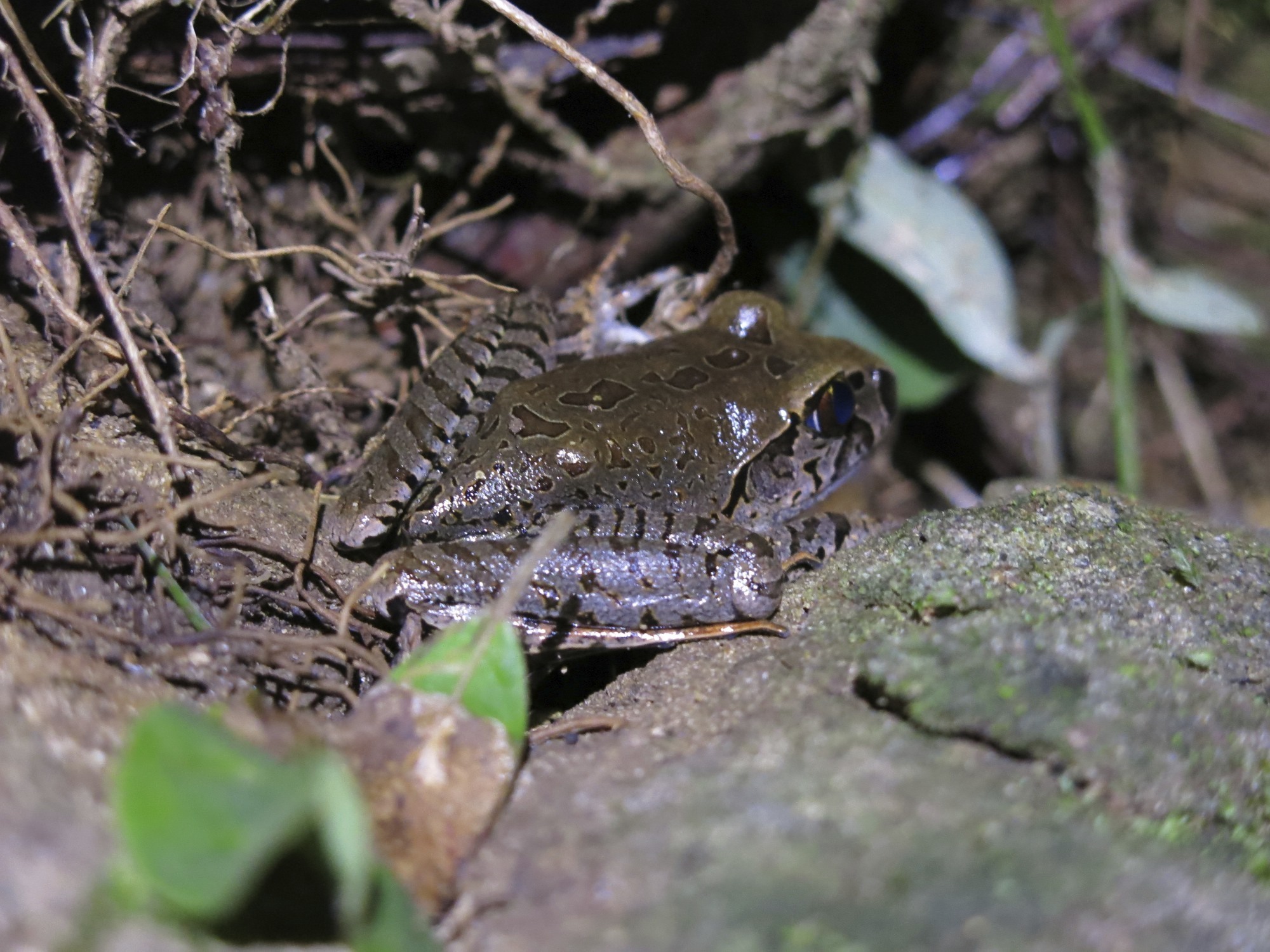 Image of Giant Barred River-frog
