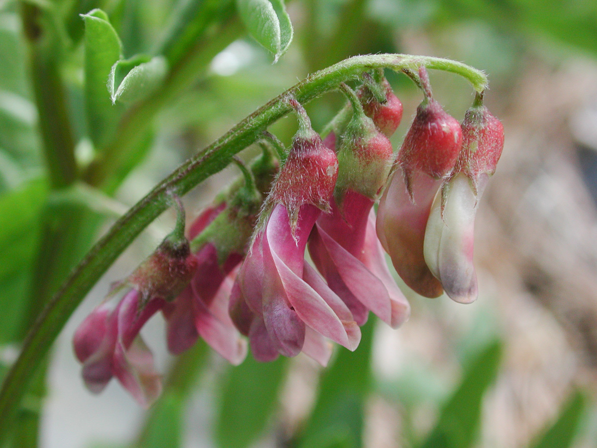 Image of <i>Vicia nigricans</i>