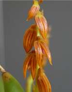 Image of Acianthera teres (Lindl.) Borba