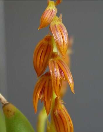 Image of Acianthera teres (Lindl.) Borba