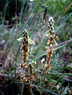 Plantago albicans L. resmi