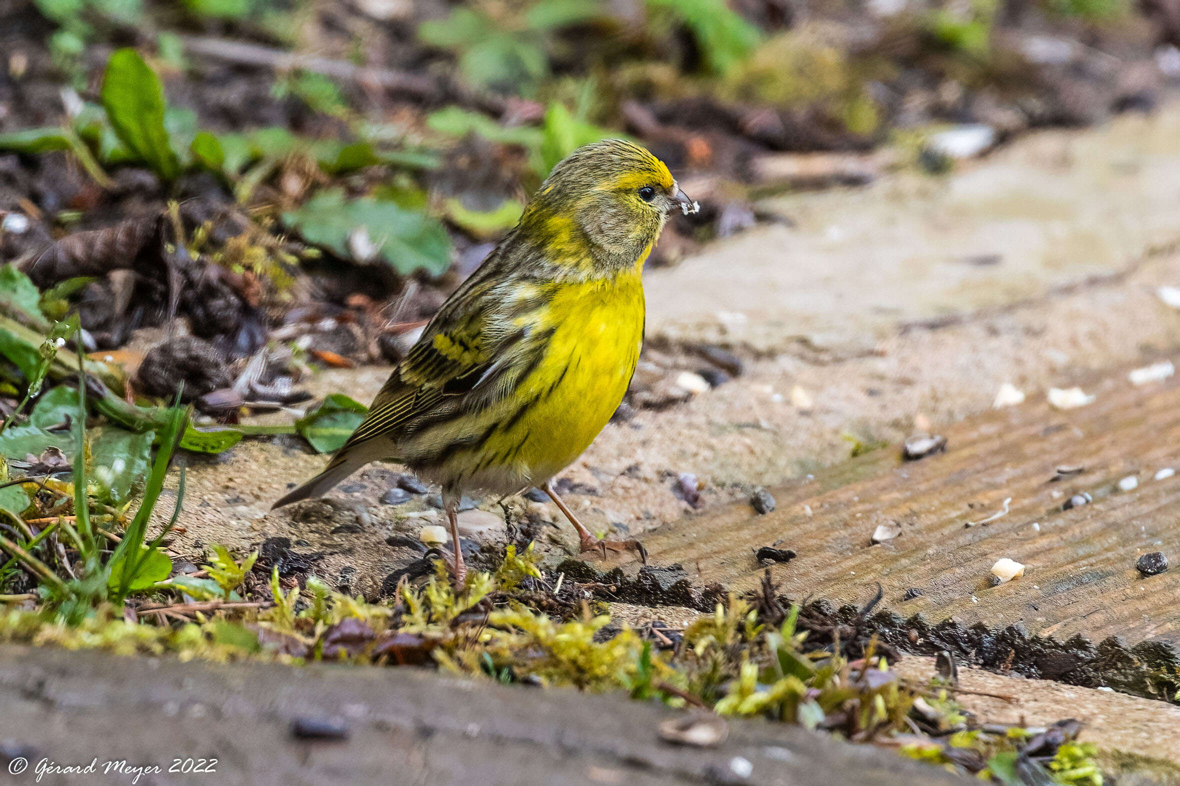 Image of serin, european serin