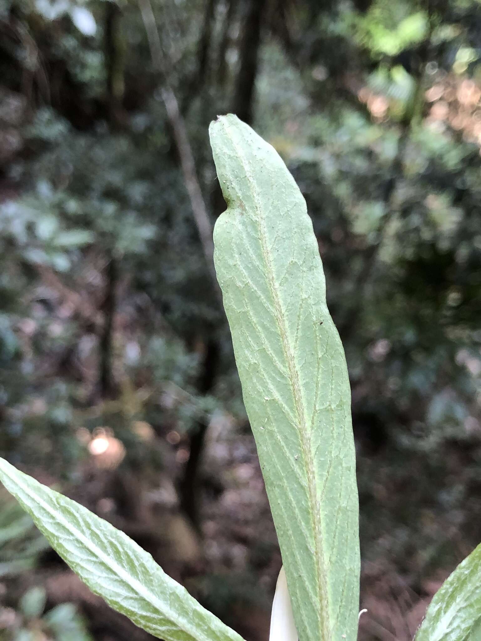 Image of Atractocarpus chartaceus (F. Muell.) Puttock