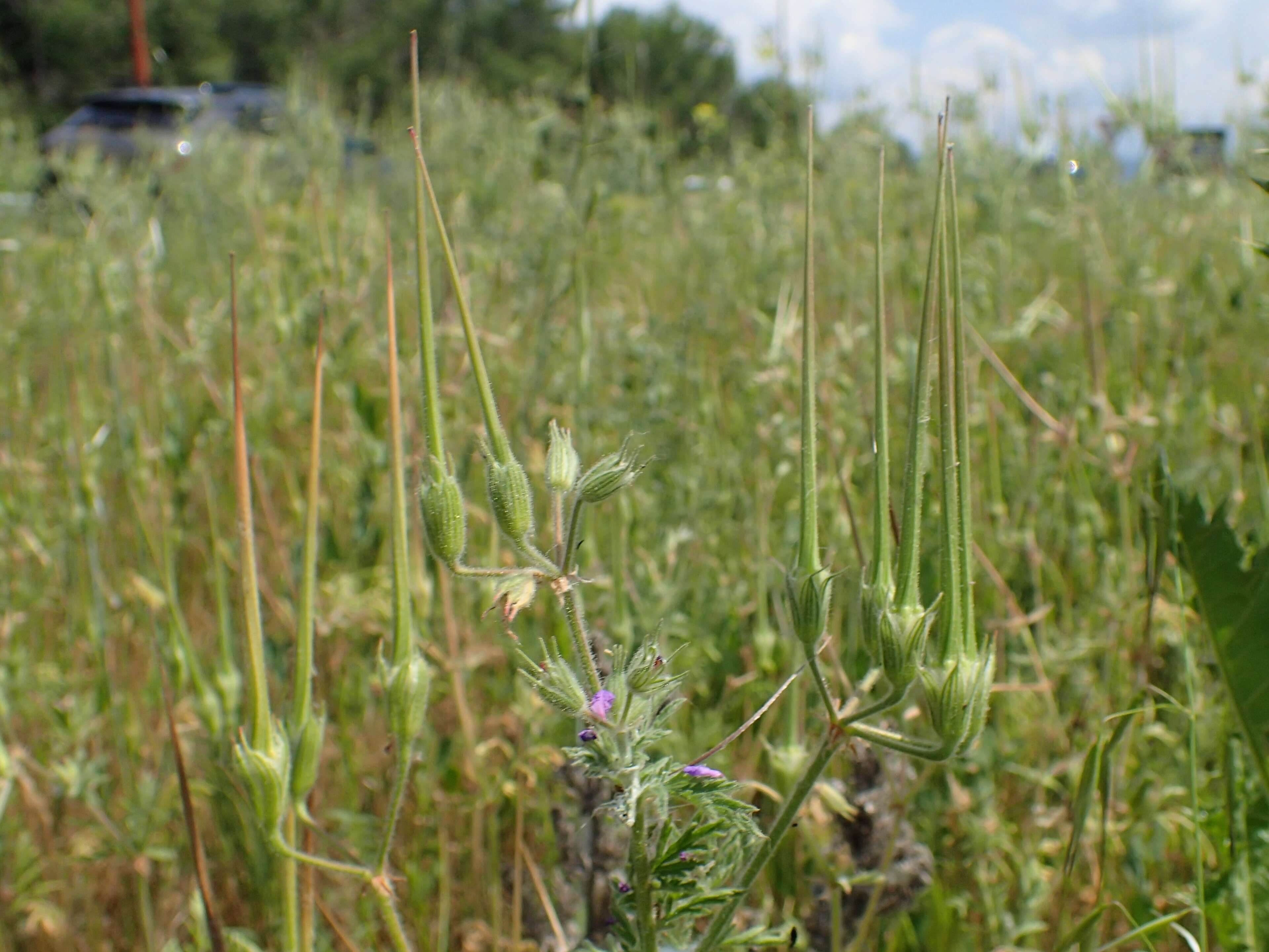 Image de Erodium ciconium (L.) L'Her.