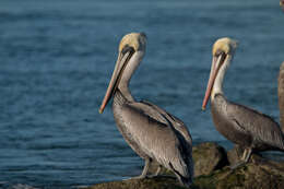 Image of California brown pelican