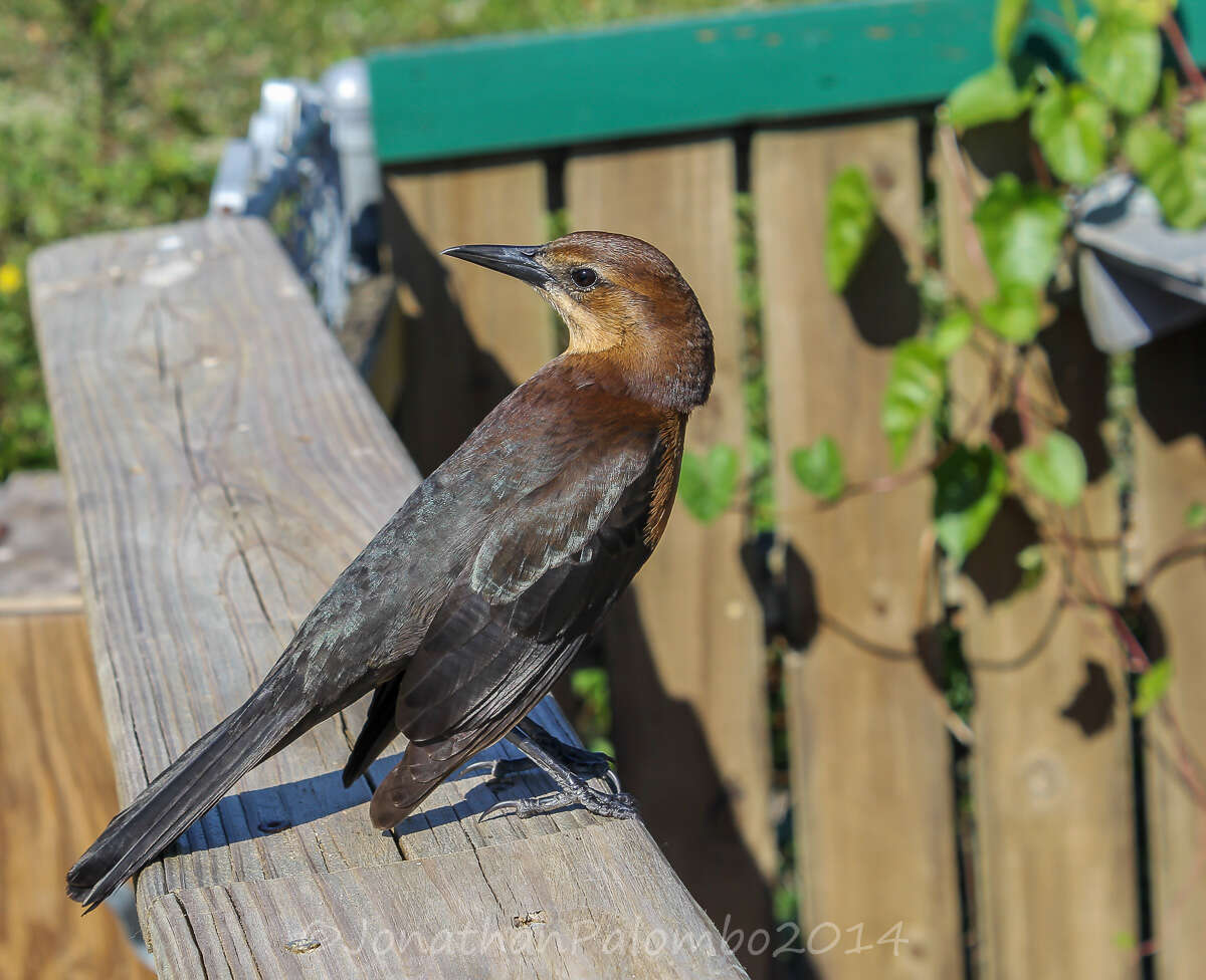 Image of Boat-tailed Grackle