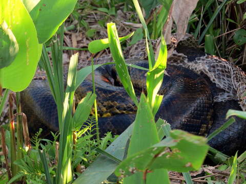 Image of Yellow anaconda