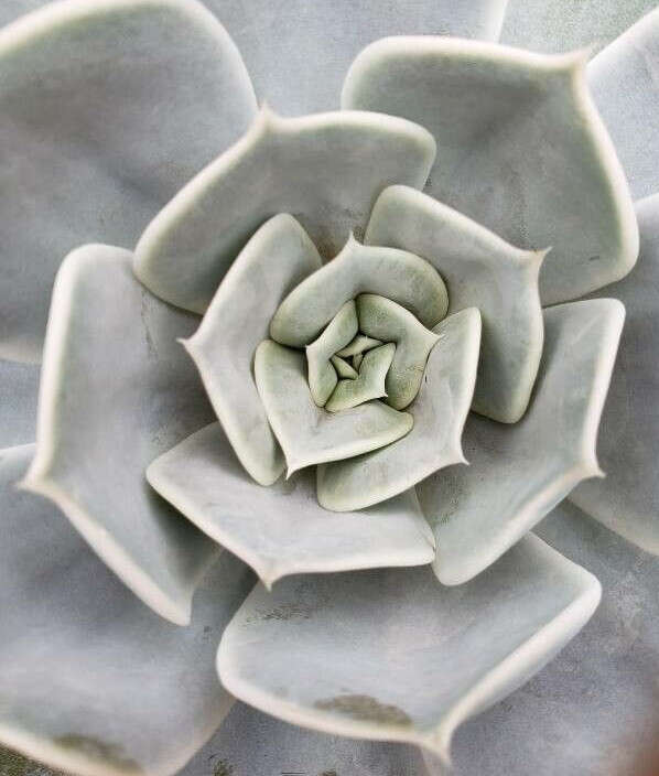 Image of Echeveria lilacina M. Kimnach & R. Moran