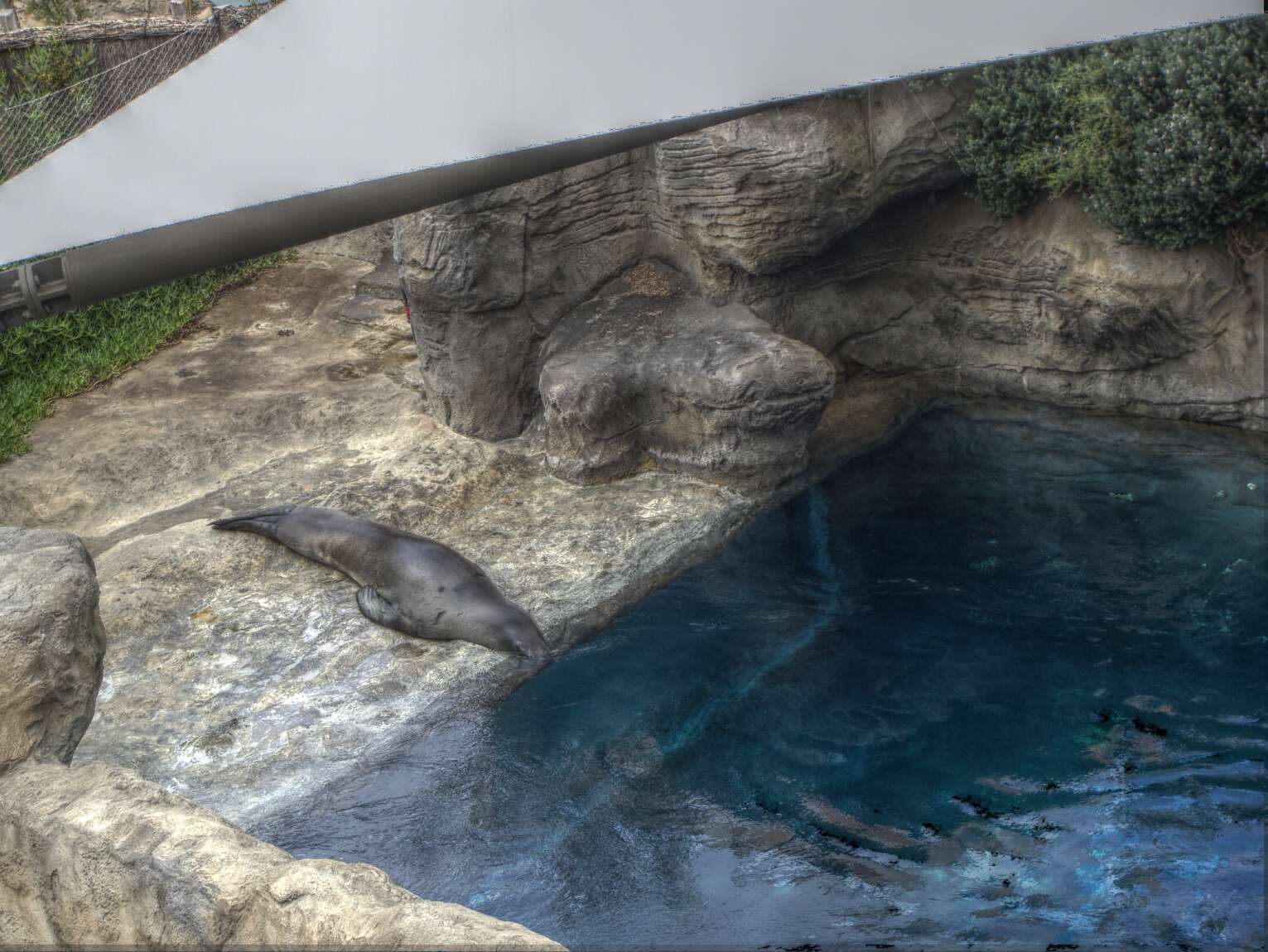 Image of leopard seal