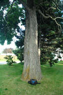 Image of Mitten tree