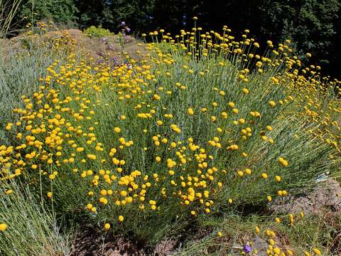 Image of Santolina rosmarinifolia L.