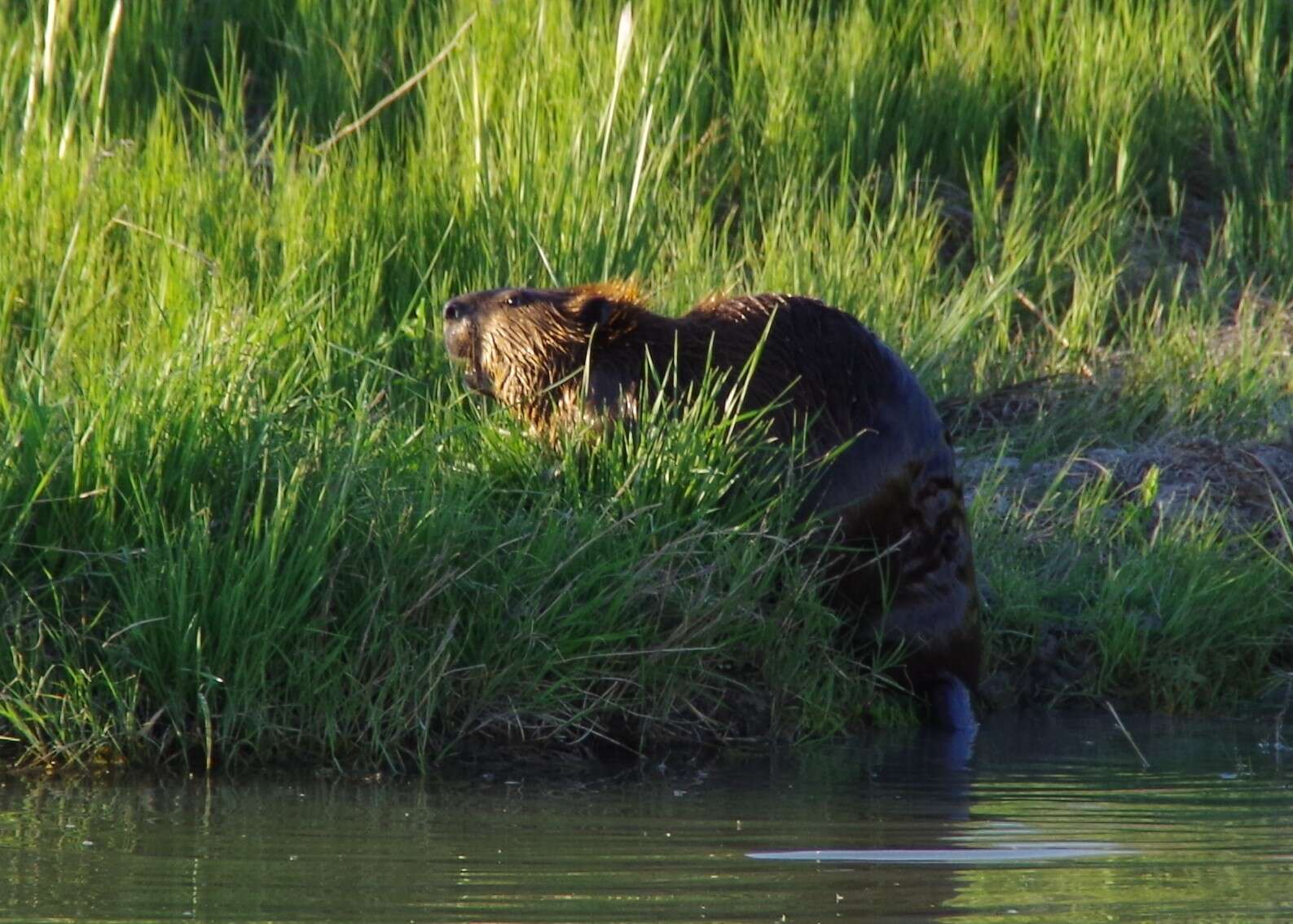 Image of beavers