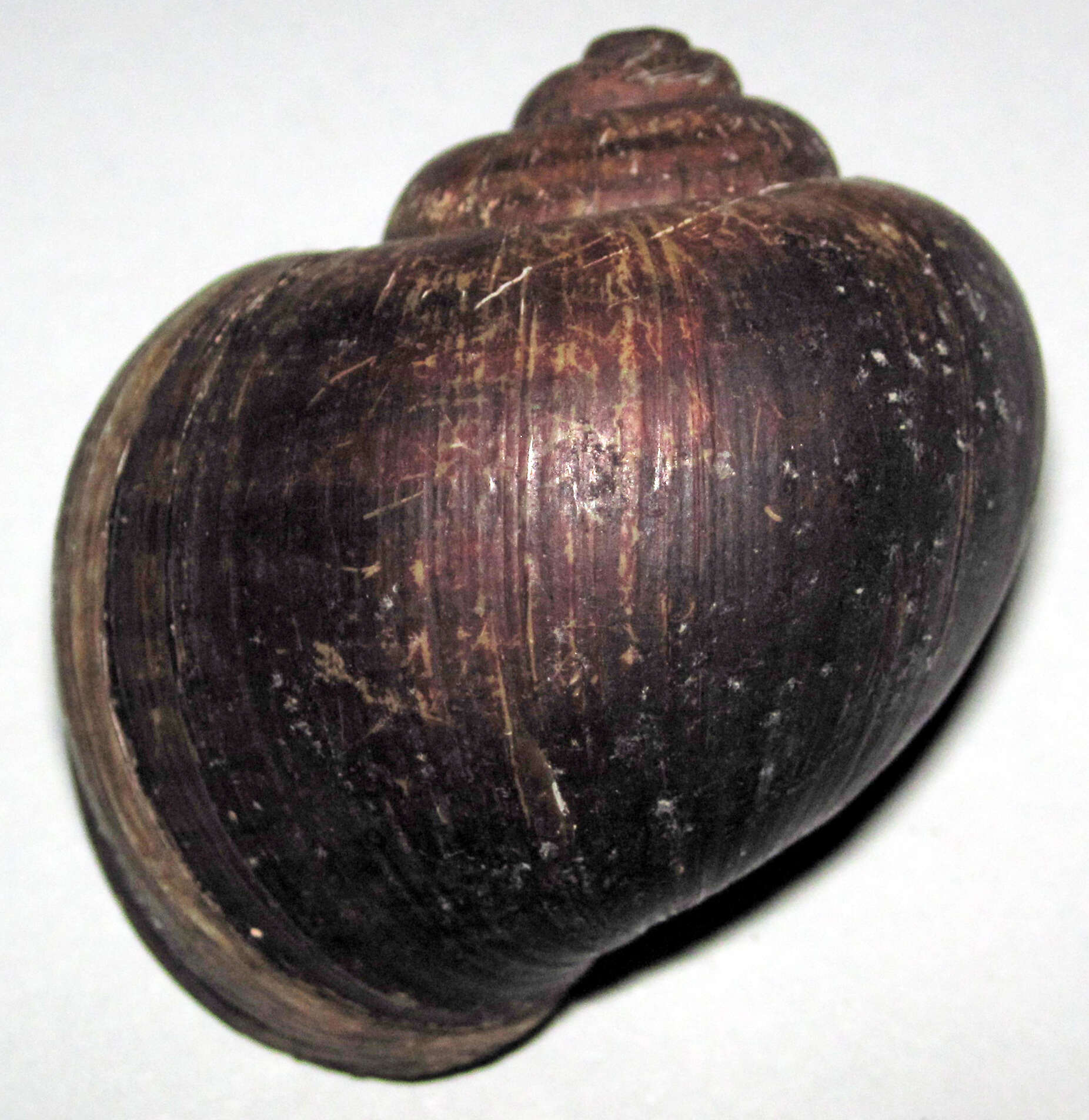 Image of Pomacea Perry 1810