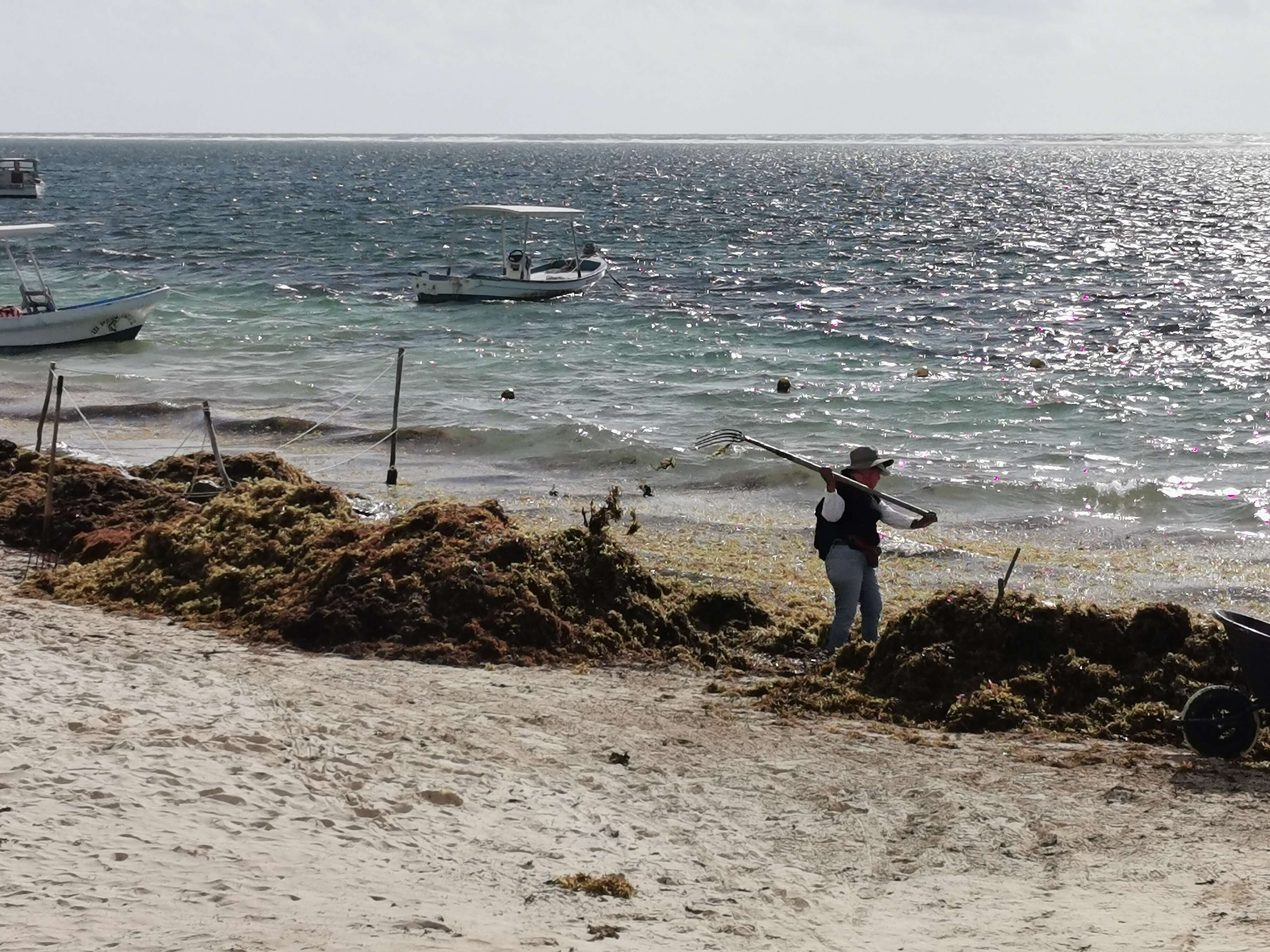 Image of Sargassum