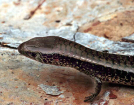 Image of Glossy Shade Lizard