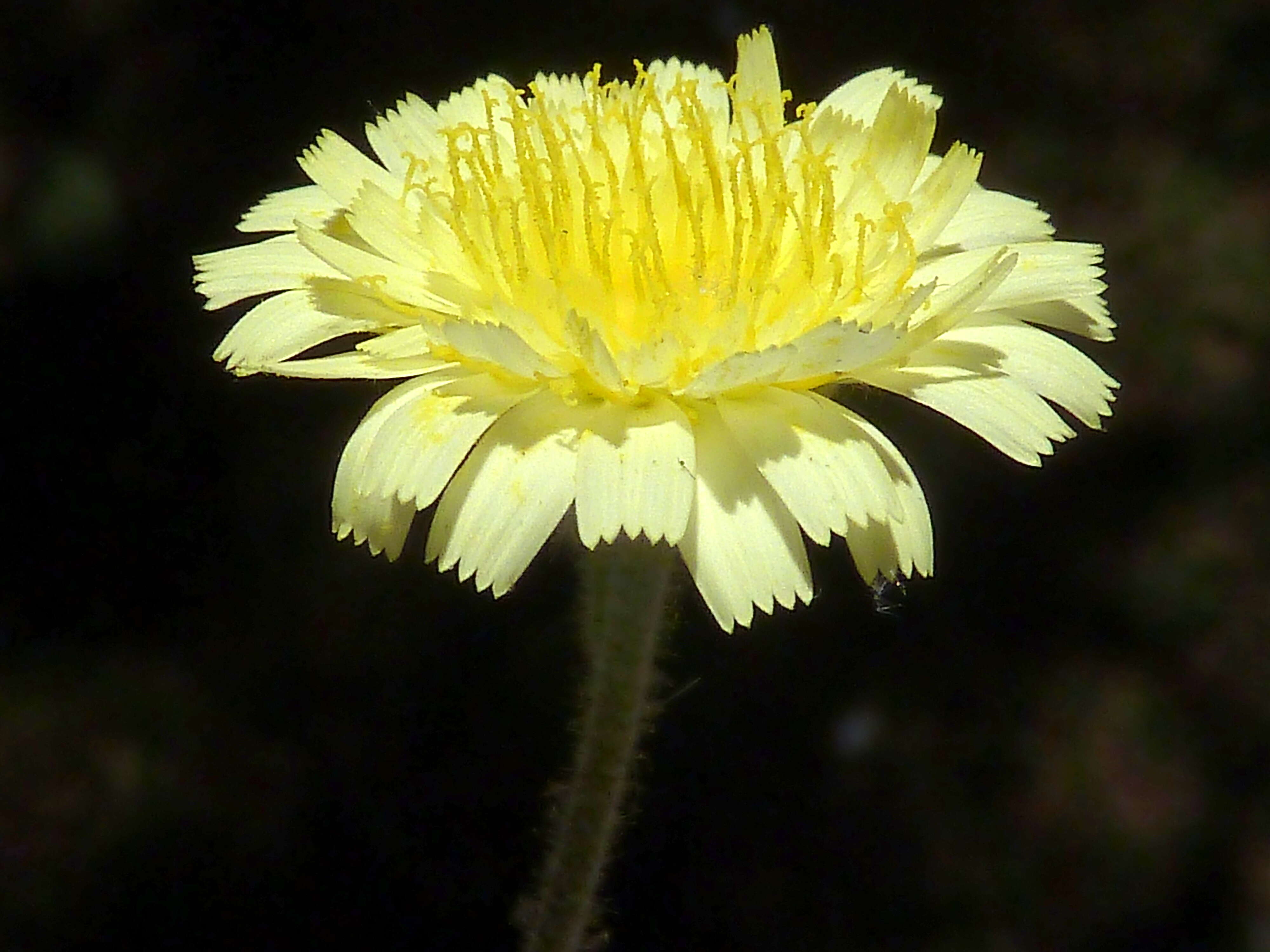 Image of Andryala integrifolia L.