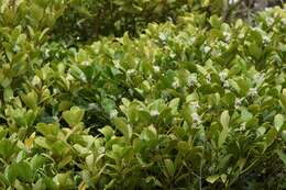 Image of Skimmia