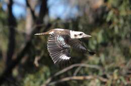 Image of Kookaburra