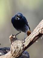 Image of Black Redstart