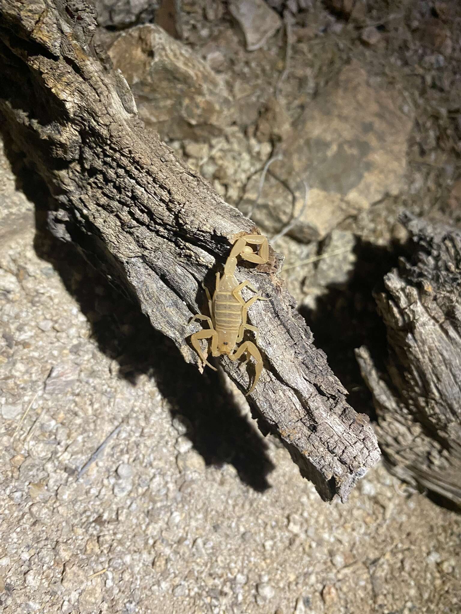 Image of Arizona Bark Scorpion