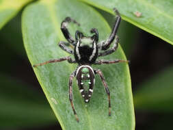 Image of Golden jumping spider