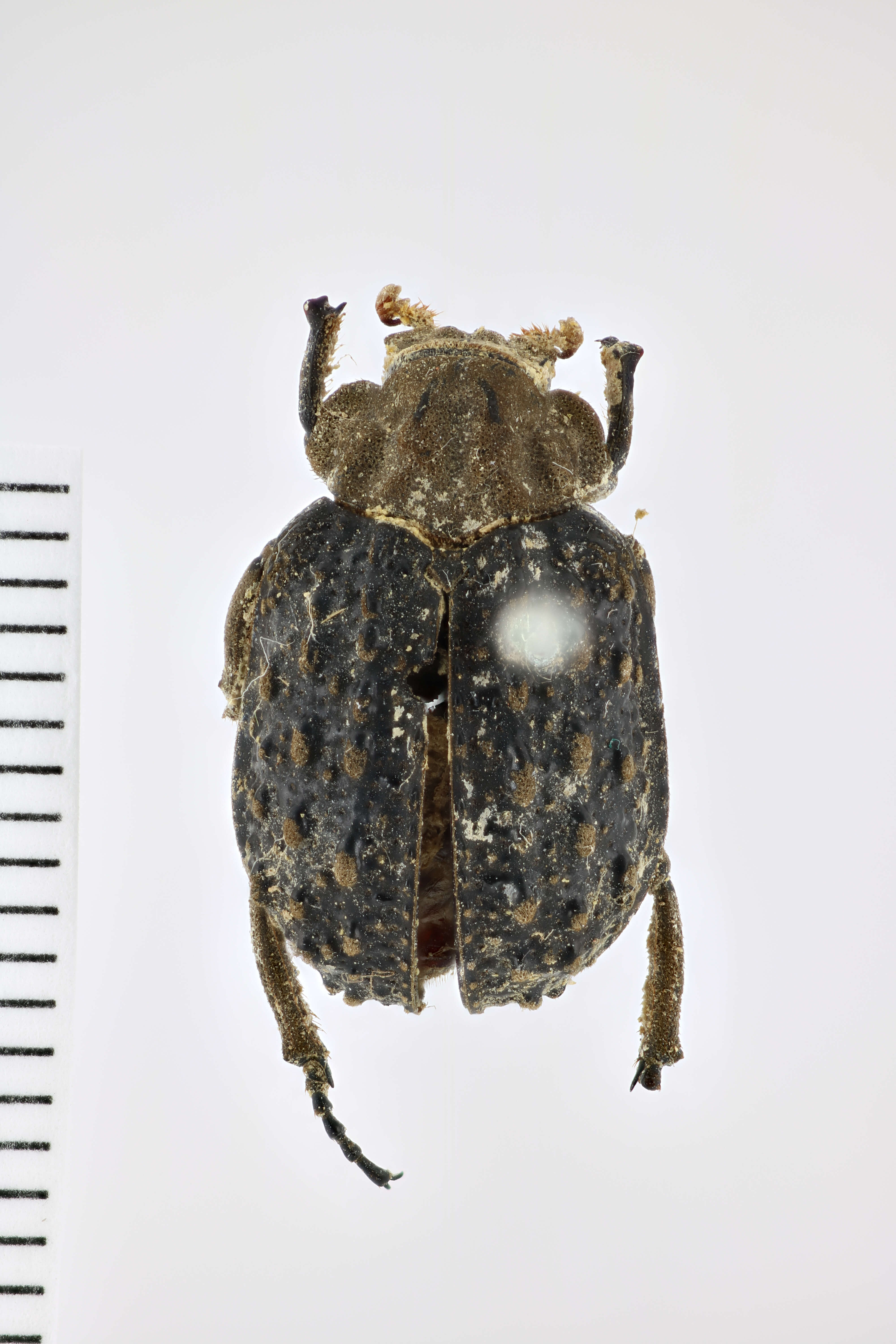 Image of Hastate Hide Beetles