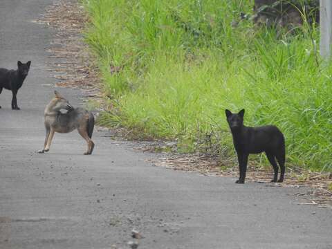 Image of Indian jackal