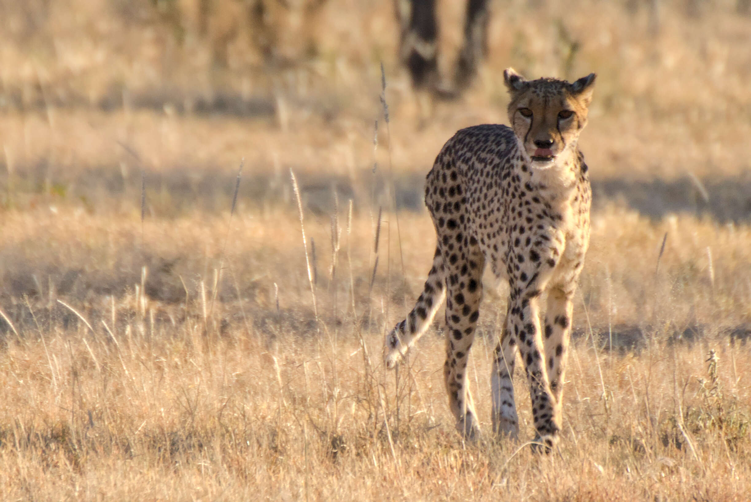 Image of Namibian cheetah