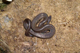 Image of Taczanowsky's Dwarf Boa.