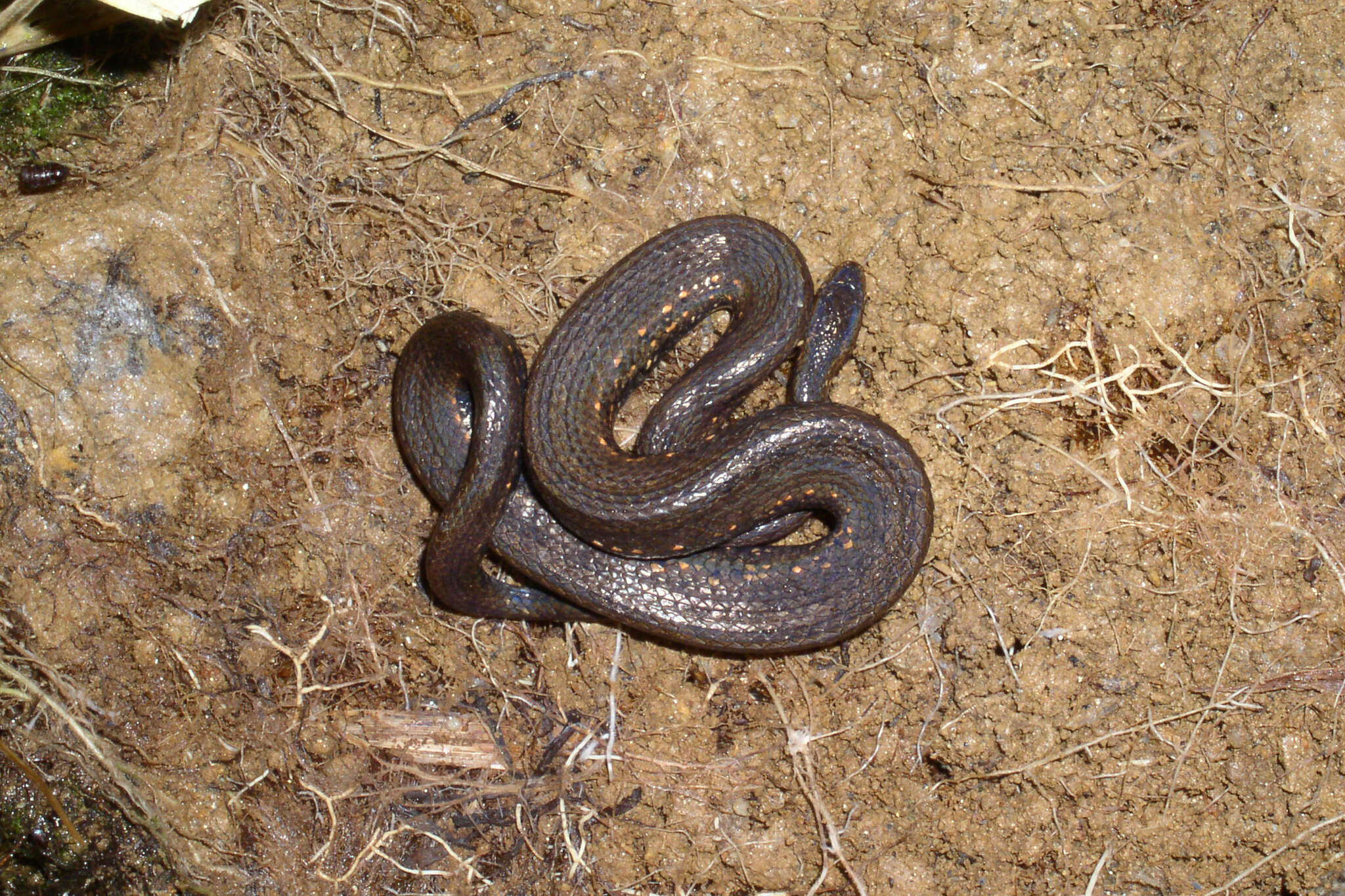 Image of Taczanowsky's Dwarf Boa.