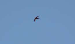 Image of Pallid Swift