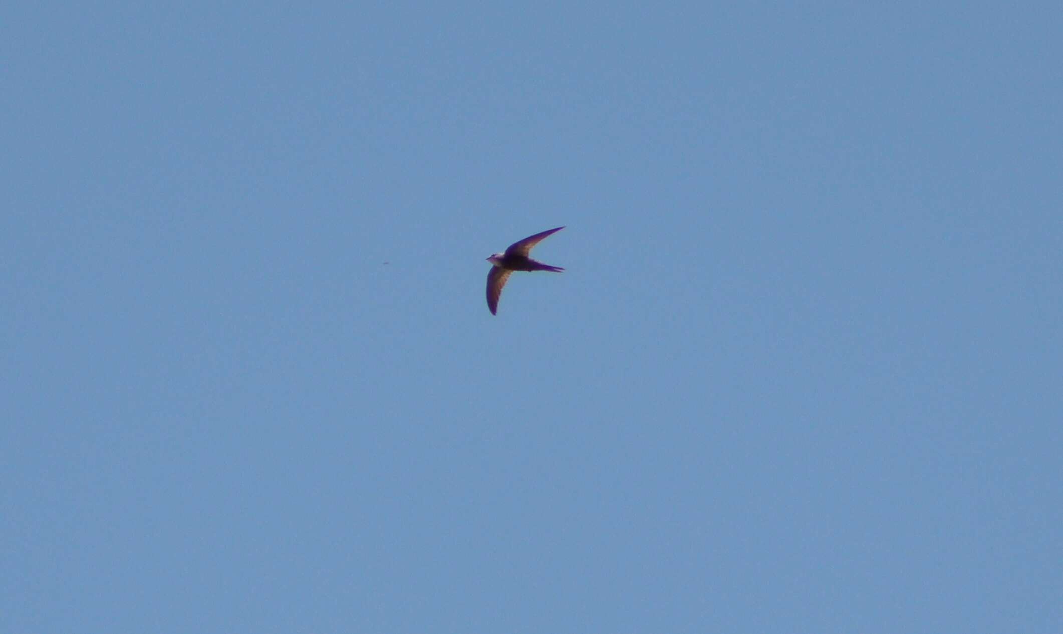 Image of Pallid Swift