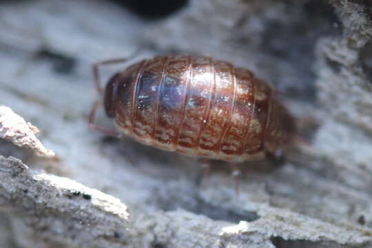 Image of Philoscia Latreille 1804