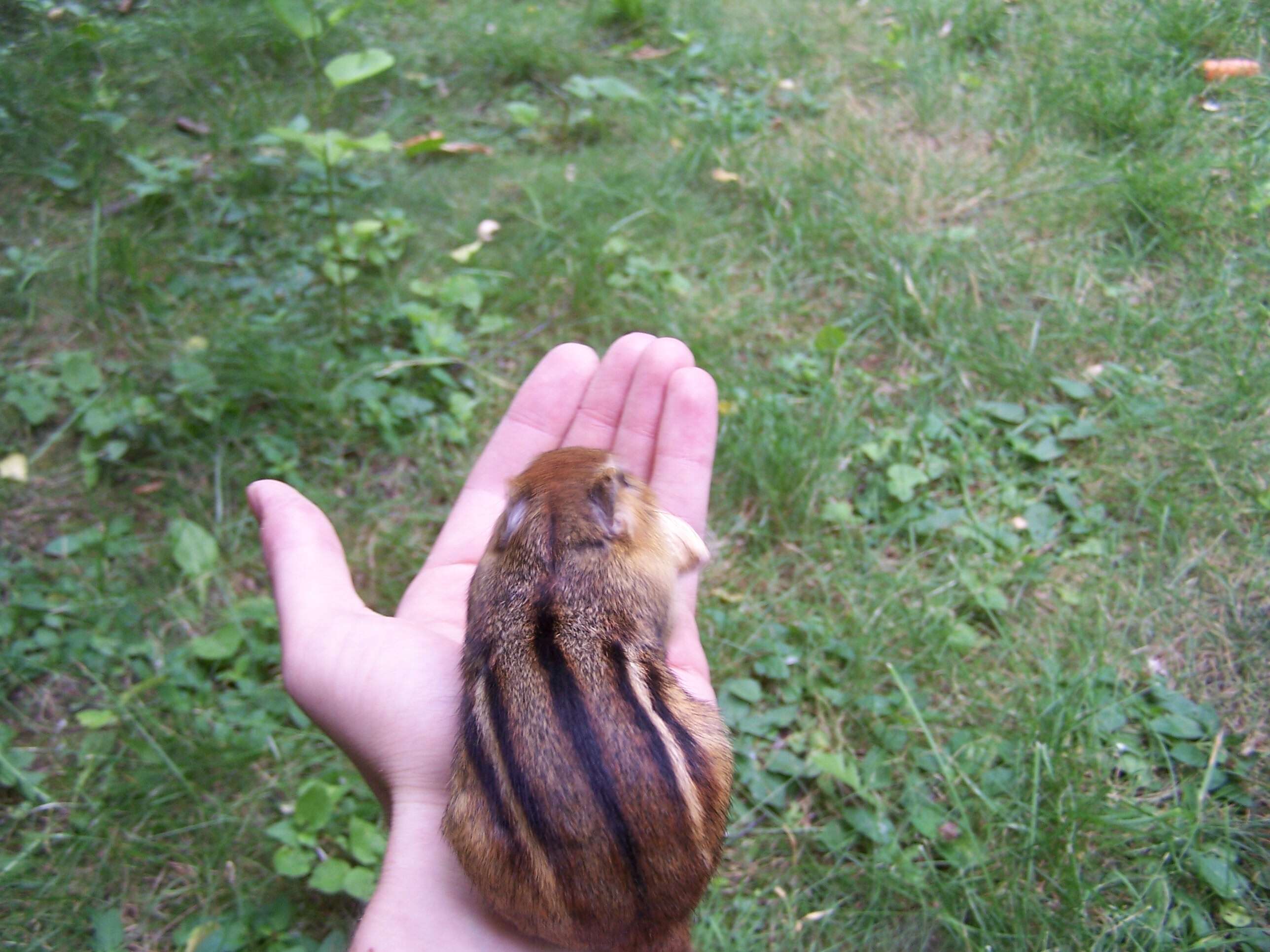 Image of Siberian Chipmunk