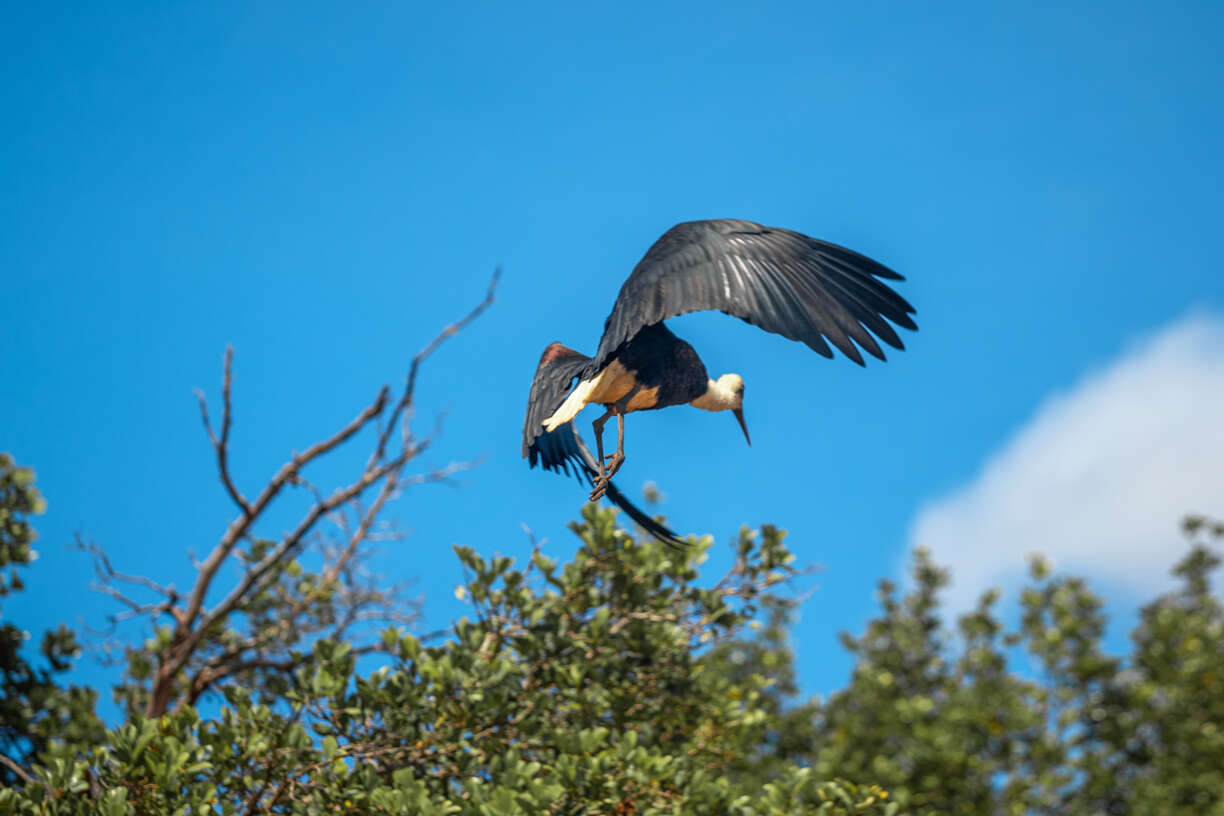 Image of African Woolly-necked Stork