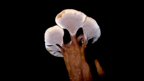 Image of Amauroderma