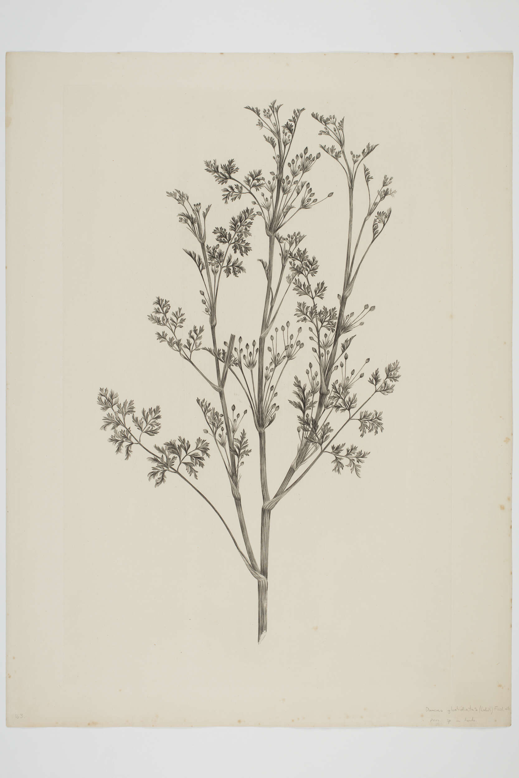 Imagem de Daucus glochidiatus (Labill.) Fischer, C. Meyer & Ave Lall.